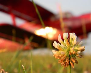 Preview wallpaper clover, flower, grass, blurred