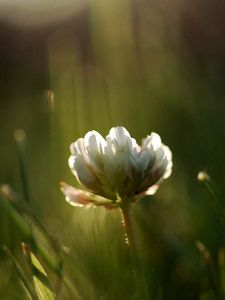 Preview wallpaper clover, flower, grass, light