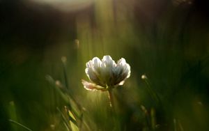 Preview wallpaper clover, flower, grass, light