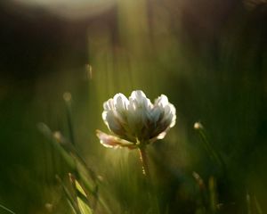 Preview wallpaper clover, flower, grass, light