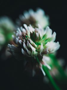 Preview wallpaper clover, flower, inflorescence, macro, closeup