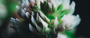 Preview wallpaper clover, flower, inflorescence, macro, closeup