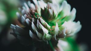 Preview wallpaper clover, flower, inflorescence, macro, closeup