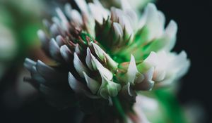 Preview wallpaper clover, flower, inflorescence, macro, closeup