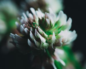 Preview wallpaper clover, flower, inflorescence, macro, closeup