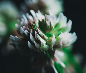 Preview wallpaper clover, flower, inflorescence, macro, closeup