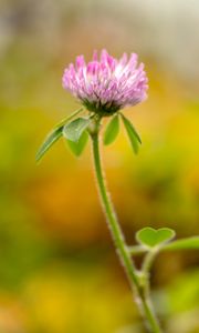 Preview wallpaper clover, flower, leaves, plant, blur