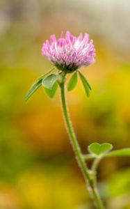 Preview wallpaper clover, flower, leaves, plant, blur