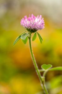 Preview wallpaper clover, flower, leaves, plant, blur