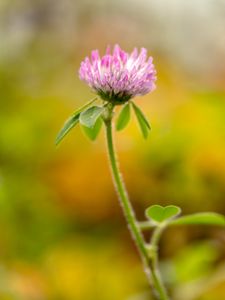 Preview wallpaper clover, flower, leaves, plant, blur