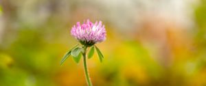 Preview wallpaper clover, flower, leaves, plant, blur