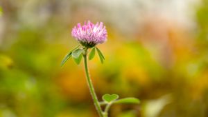 Preview wallpaper clover, flower, leaves, plant, blur