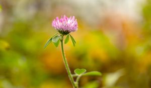 Preview wallpaper clover, flower, leaves, plant, blur