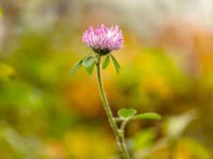 Preview wallpaper clover, flower, leaves, plant, blur