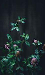 Preview wallpaper clover, flower, leaves, macro