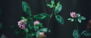 Preview wallpaper clover, flower, leaves, macro