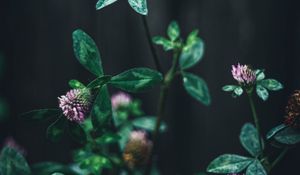 Preview wallpaper clover, flower, leaves, macro