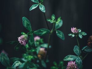 Preview wallpaper clover, flower, leaves, macro