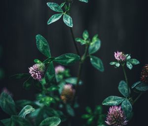 Preview wallpaper clover, flower, leaves, macro