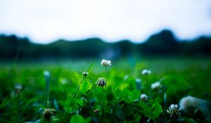 Preview wallpaper clover, flower, plant, greens, spring