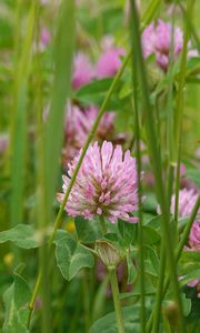 Preview wallpaper clover, flower, plant, macro