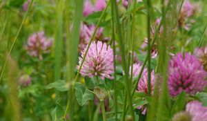 Preview wallpaper clover, flower, plant, macro