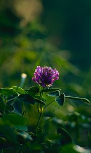 Preview wallpaper clover, flower, plant, leaves, macro