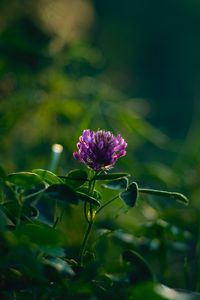 Preview wallpaper clover, flower, plant, leaves, macro