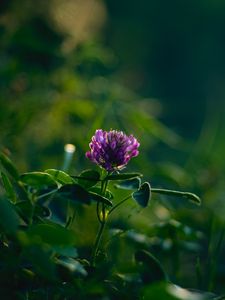 Preview wallpaper clover, flower, plant, leaves, macro