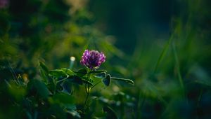 Preview wallpaper clover, flower, plant, leaves, macro