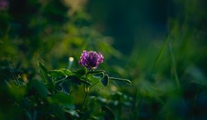 Preview wallpaper clover, flower, plant, leaves, macro
