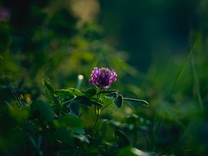 Preview wallpaper clover, flower, plant, leaves, macro