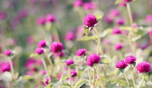 Preview wallpaper clover, flowers, bloom, leaves
