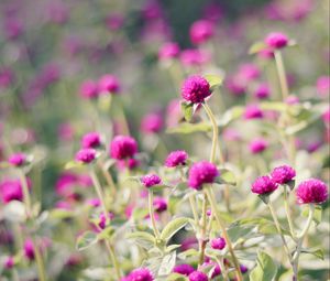 Preview wallpaper clover, flowers, bloom, leaves