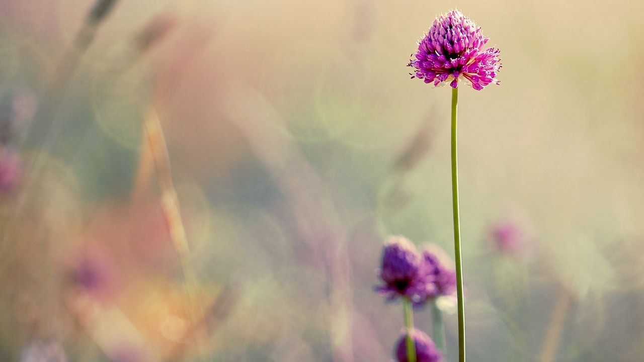 Wallpaper clover, flowers, blur, stem, field