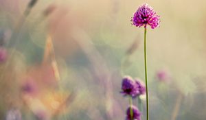 Preview wallpaper clover, flowers, blur, stem, field