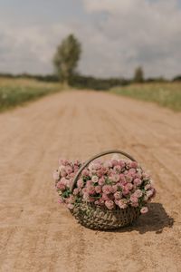 Preview wallpaper clover, flowers, bouquet, basket, road