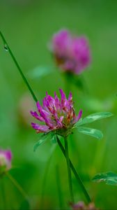 Preview wallpaper clover, flowers, bud, plant