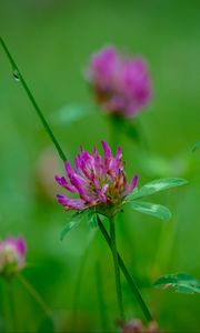 Preview wallpaper clover, flowers, bud, plant