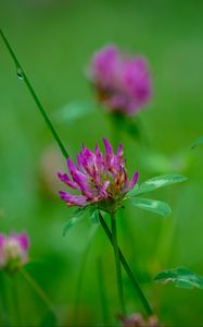 Preview wallpaper clover, flowers, bud, plant