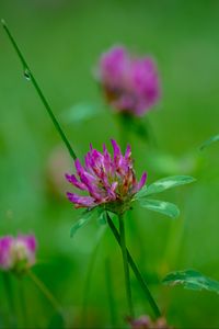 Preview wallpaper clover, flowers, bud, plant