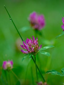 Preview wallpaper clover, flowers, bud, plant