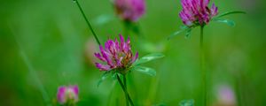 Preview wallpaper clover, flowers, bud, plant