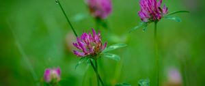 Preview wallpaper clover, flowers, bud, plant