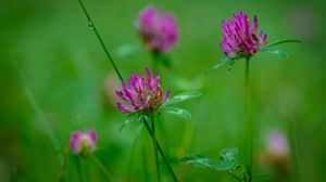 Preview wallpaper clover, flowers, bud, plant