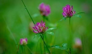 Preview wallpaper clover, flowers, bud, plant