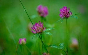 Preview wallpaper clover, flowers, bud, plant