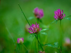 Preview wallpaper clover, flowers, bud, plant