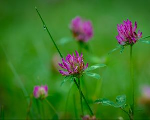 Preview wallpaper clover, flowers, bud, plant