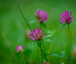 Preview wallpaper clover, flowers, bud, plant